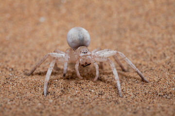 Dancing White Lady Spider 
Namib Desert