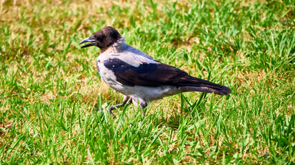 Grey crow walks on green lawn. general plan. color