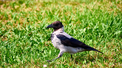 Grey crow walks on green lawn. general plan. color