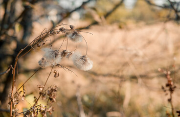 grass in the wind