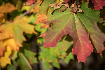 Colorful maple leaves in autumn