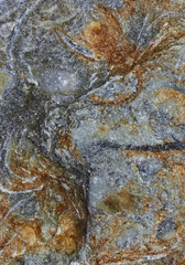 Stone texture interspersed with fossils. Intricate texture