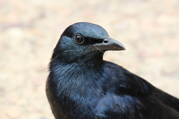 Red-winged Starling portrait, Cape Town, South Africa