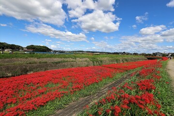 矢勝川の彼岸花