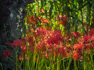 木漏れ日に照らされる森の彼岸花
