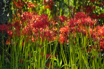 太陽の光に照らされる森の彼岸花
