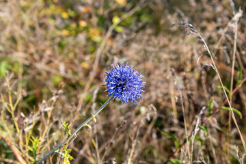 Blue flower on autumn background
