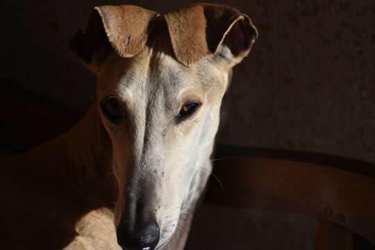 Mon galgo espagnol  et adopt&eacute; et tr&egrave;s sympa. Je donne mes gain a l'assiosation. 