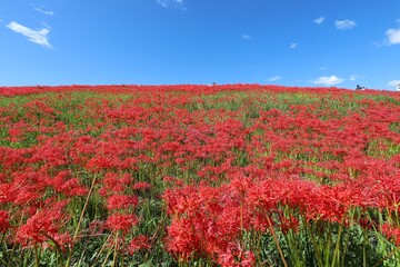 矢勝川の彼岸花