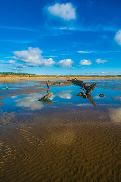 Portuguese Man Of War, Cefn Sidan  Wales, UK