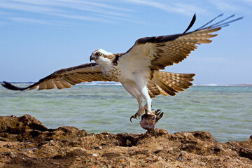 Osprey (Pandion haliaetus)
with catch
Red Sea