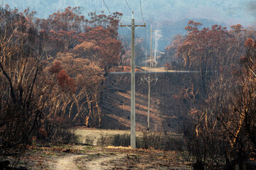 Burnt bush beside powerlines that have been replaced