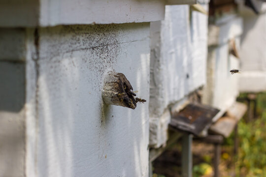Picture of bees sitting on a hive near the bee hive. Image with selective focus