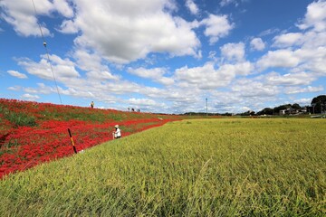 矢勝川の彼岸花