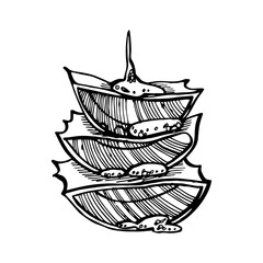 Aloe Vera plant on white Background. Graphic illustration agave, aloe vera, succulent, green plant. Botanical graphic illustration of Aloe Vera.