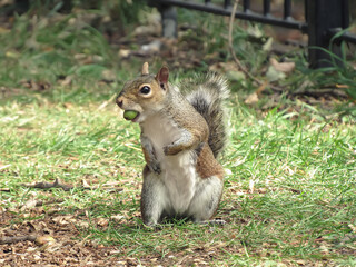 A humorous shot of a cute Grey Squirrel (Sciurus carolinensis)  with an acorn in its mouth      