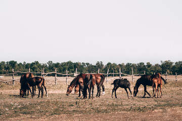 A family of beautiful thoroughbred red stallions. A herd of brown horses graze in a paddock in the village.