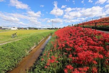 矢勝川の彼岸花