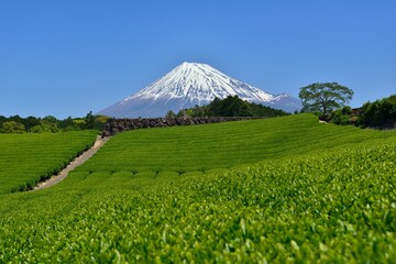 富士山と新緑の茶畑