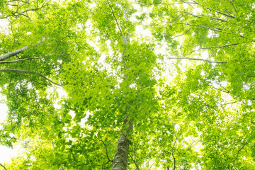 Obraz premium ブナの森