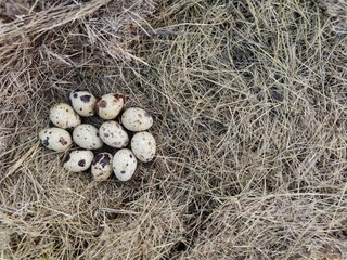 quail eggs lie a bunch on dry grass