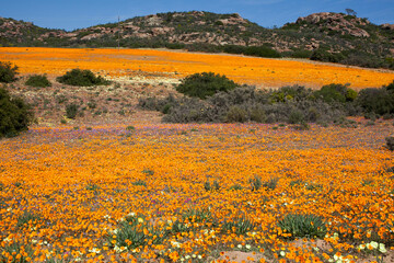 Blooming desert
South Africa 
Namaqua land