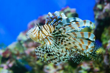 Beautiful striped fish with fins like the feathers of a peacock, floating in the blue water. A coral reef can be seen in the background. Live, ocean lion fish.