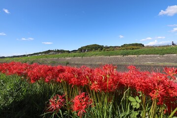 Fototapeta premium 矢勝川の彼岸花
