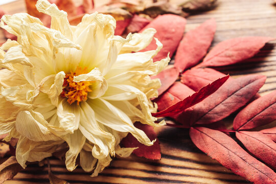 Wilted white flower (chrysanthemum, golden-daisy) and dried read leaves on the dark wooden background. Seasonal fall concept. Close up.