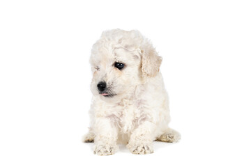 Small miniature toy poodle with white curly fur against white background