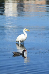 Fototapeta na wymiar Common Galinulle And Great Egret