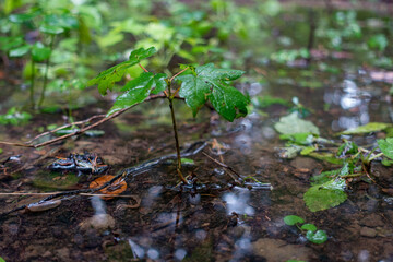 KRISTALLKLARES WASSER. FRUCHTBARKEIT : CRYSTAL-CLEAR WATER . FERTILITY