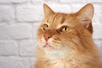 portrait of an adult red cat, sad emotion, white background