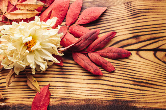 Wilted white flower (chrysanthemum, golden-daisy) and dried red leaves on the dark wooden background. Seasonal fall concept. Top view, flat lay, copy space.