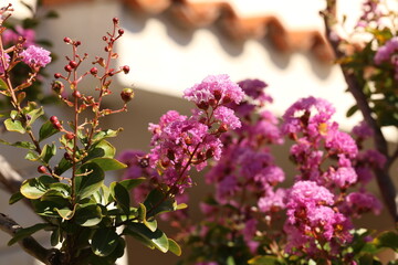 Magenta bougainvillea flowers. Bougainvillea flowers as a background