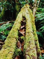 moss covered tree trunk