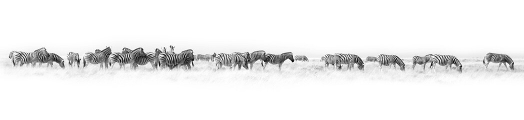 Zebras herd white background isolated, black and white art border, striped animal pattern, african wild nature landscape, monochrome wallpaper, decorative ornament, frame, banner design, trendy print - Powered by Adobe