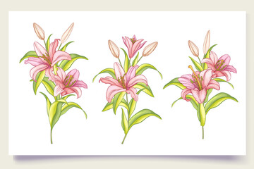 Hand draw beautiful lily flowers