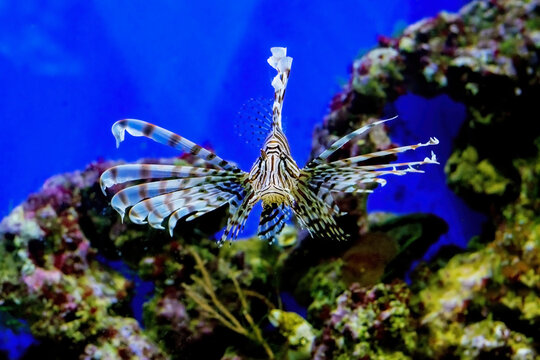 Very beautiful sea fish lionfish or Pterois volitans. Striped lion fish, with large fins. In the background you can see the coral reef.