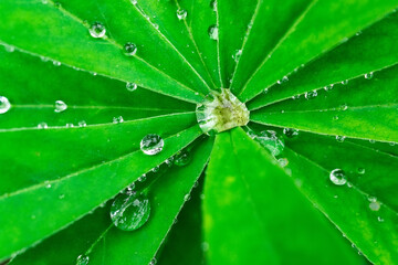Dew on a leaf.