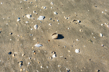 Muschelschalen am Sandstrand