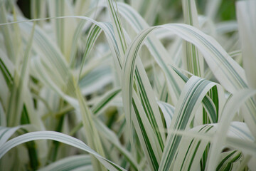 セイヨウフイリダンチク