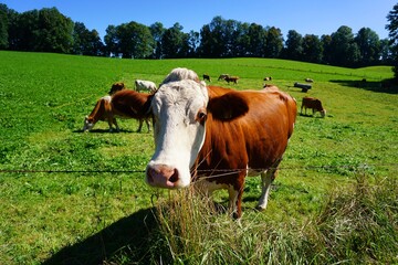 Kuh auf der Weide