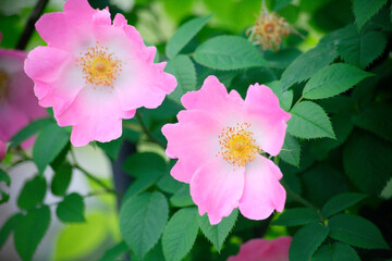 Obraz premium バラ