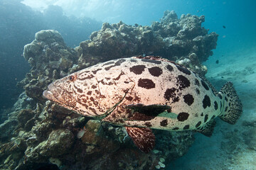 Great barrier reef potato cod underwater scuba diving