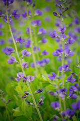 ムラサキセンダイハギ