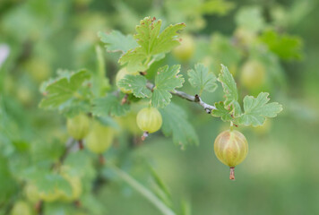Growing gooseberries in the country. A gooseberry branch with unripe green berries in spring on a Sunny day in the garden close-up with a blurred background.