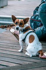 A dog sitting on a bench. Jack Russel terrier sitting and looking at the camera