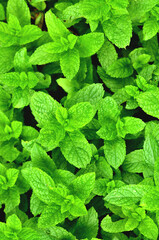 Fototapeta na wymiar Bright fresh mint plant grow texture background. Close-up. Vertical photo.