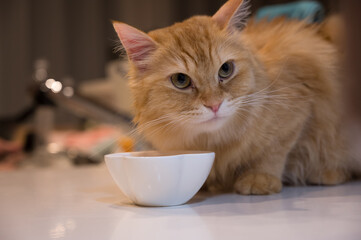 キッチンカウンターで食事する猫（マンチカン）
